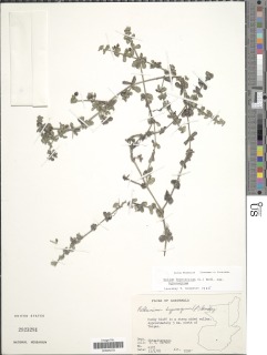 Galium hypocarpium subsp. hypocarpium image