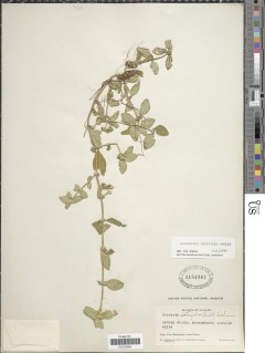 Spermacoce latifolia image