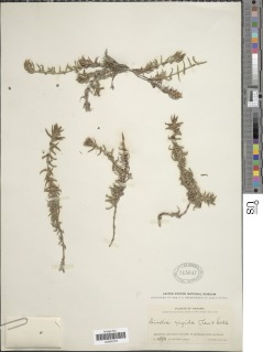Hexasepalum apiculatum image