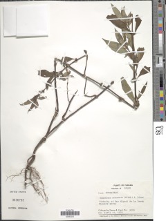 Hemidiodia ocimifolia image