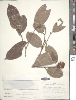 Pouteria cayennensis image