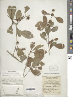 Image of Bumelia conglobata