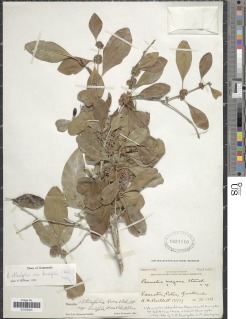 Sideroxylon obtusifolium subsp. buxifolium image
