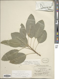 Sideroxylon capiri subsp. tempisque image