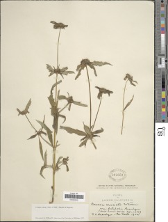 Image of Crusea setosa