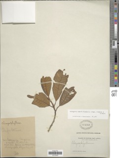 Aningeria adolfi-friederici image