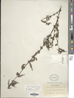 Image of Spermacoce ocymifolia