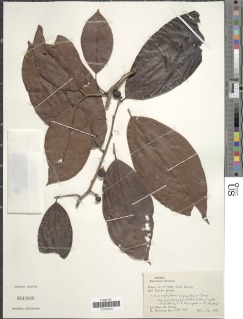 Chrysophyllum argenteum image
