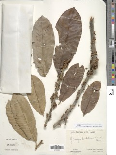 Chrysophyllum boukokoense image