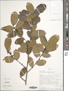 Image of Chrysophyllum bangweolense