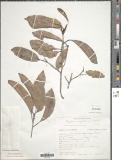 Image of Pouteria amygdalina