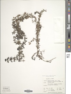 Galium aparinoides image
