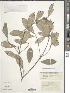 Image of Englerophytum natalense