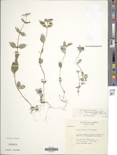 Image of Spermacoce latifolia