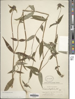 Image of Crusea calocephala