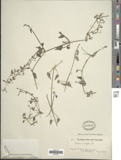 Image of Rubia cordifolia