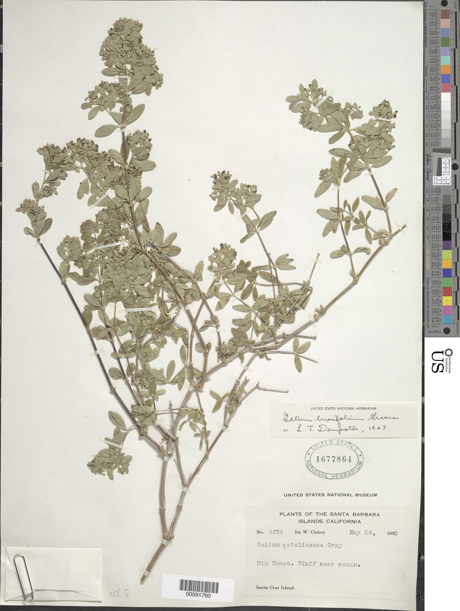 Galium buxifolium image