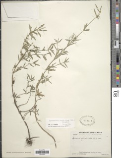 Image of Borreria densiflora