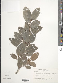 Image of Chrysophyllum hirsutum