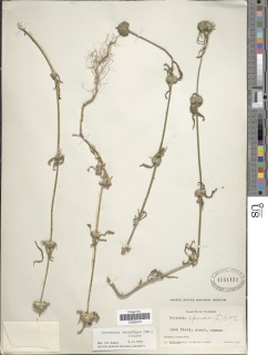Spermacoce densiflora image