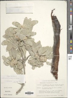 Sideroxylon leucophyllum image