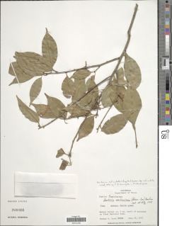 Pouteria reticulata image
