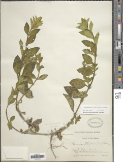 Spermacoce latifolia image