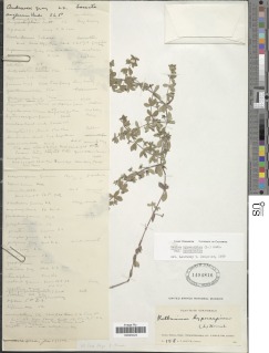 Galium hypocarpium subsp. hypocarpium image