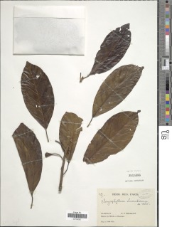 Chrysophyllum lacourtianum image