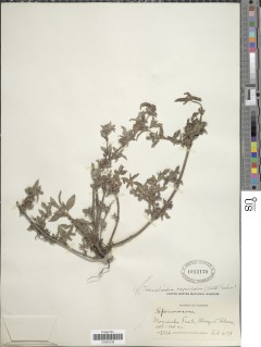 Hemidiodia ocimifolia image