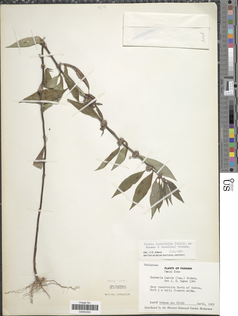 Spermacoce ocymifolia image
