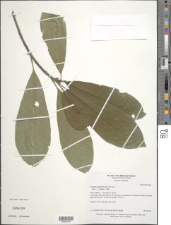 Pouteria campechiana image