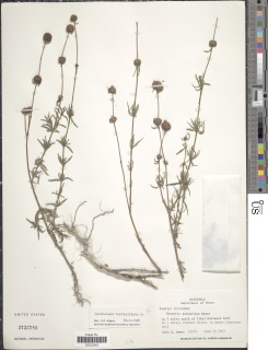 Image of Borreria verticillata