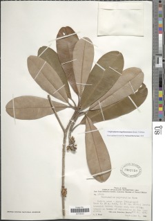 Englerophytum magalismontanum image