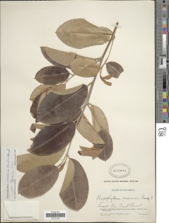 Image of Chrysophyllum mexicanum