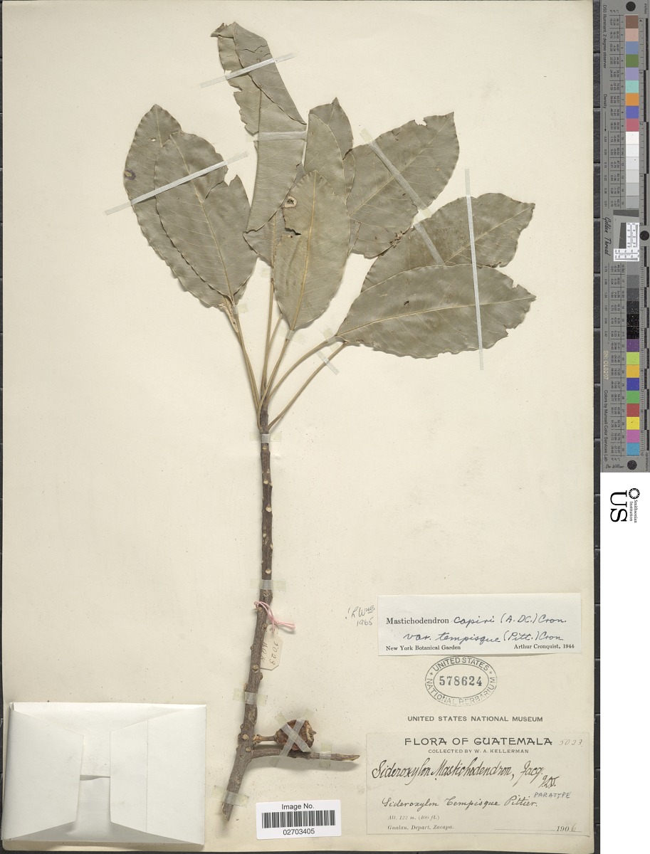 Sideroxylon capiri subsp. tempisque image