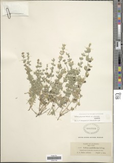 Galium grayanum image