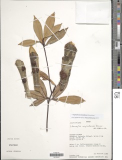 Image of Englerophytum mayumbense