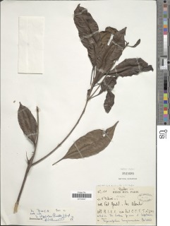 Image of Synsepalum stipulatum