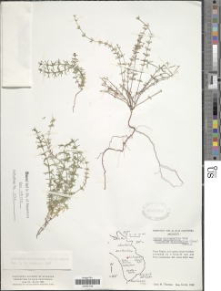 Image of Galium microphyllum