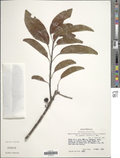 Sideroxylon foetidissimum subsp. gaumeri image