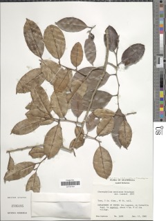 Chrysophyllum mexicanum image