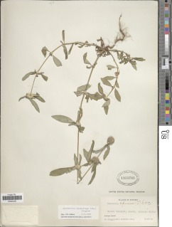 Spermacoce densiflora image