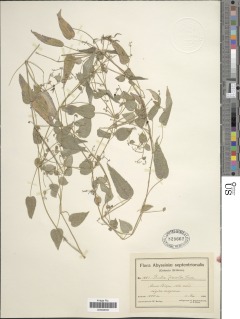 Rubia cordifolia subsp. conotricha image