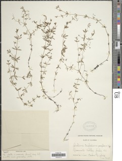 Galium trifidum subsp. columbianum image