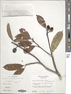 Image of Pouteria odorata