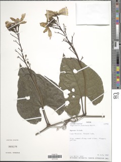 Cogniauxia podolaena image