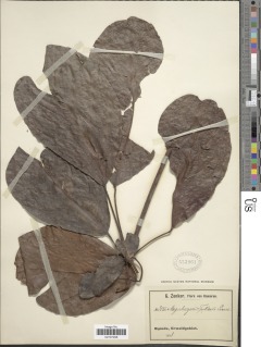 Spondianthus preussii subsp. glaber image