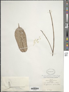 Image of Breviea sericea