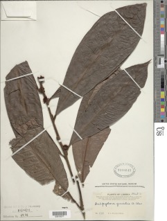 Delpydora gracilis image